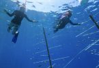 해양 관광 보호 : 그레이트 배리어 리프 산호 종묘장에서 일하는 다이버들