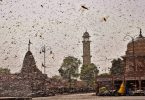 New Delhi -kiinnikkeet heinäsirkkojen hyökkäykseen