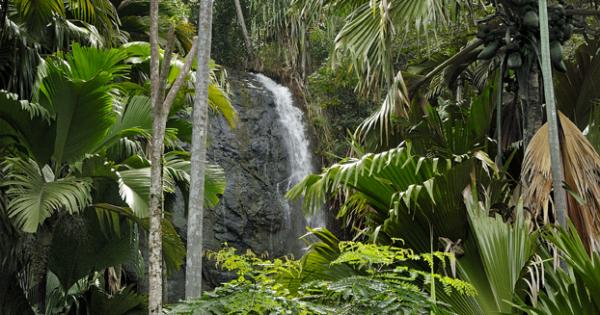 Vallée de Mai dibuka semula di Seychelles