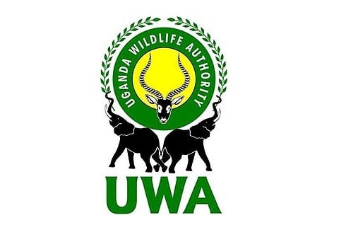 Ua pueina e le Uganda Wildlife Authority ni tagata faomea i le oti i le siliva