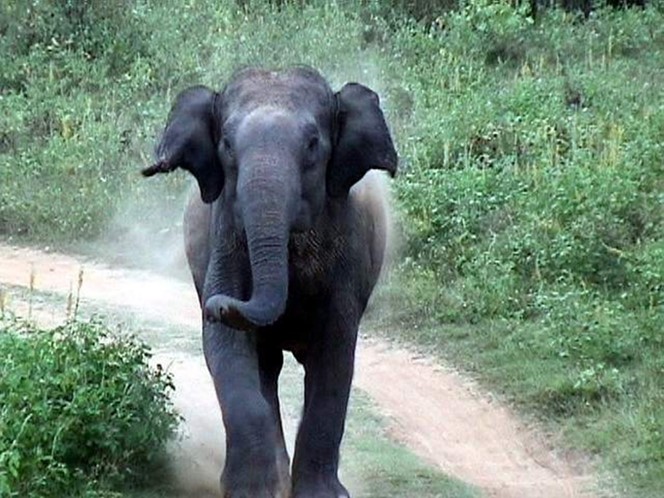 夢想旅行Safari嗎？ 如何鎮定一隻煩躁的大象