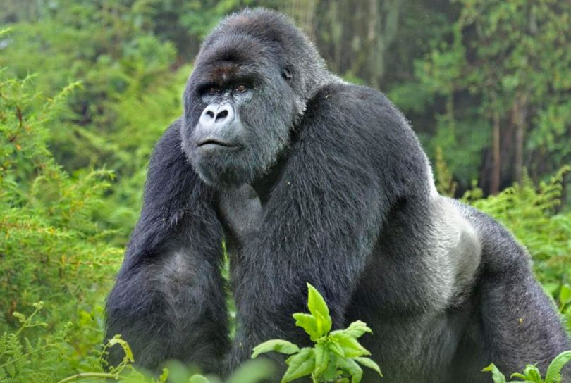 New Tourism: A charter flight to Rwanda to party with Mountain Gorillas