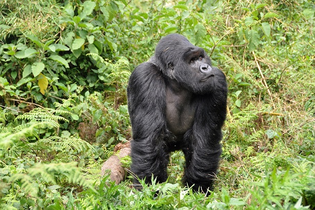 De heropening van Rwanda bevordert binnenlands en regionaal toerisme