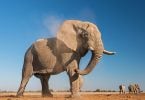 Maailman elefanttipäivä 2020 on epävarma aikoina suurimmalle maa-nisäkkäälle