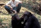 Āfrikā tiek atzīmēti sešdesmit gadu veltīti šimpanzes pētījumi