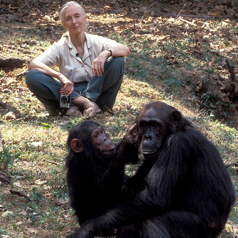 Afrika markerer seksti år med dedikert sjimpanse-forskning