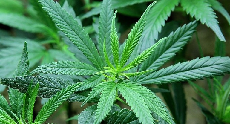 Fizahan-tany Marijuana: tsenan'i Seychelles tsy voatanisa