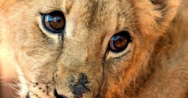 O presidente da África do Sul, Ramaposa, pediu o fim da criação de grandes felinos