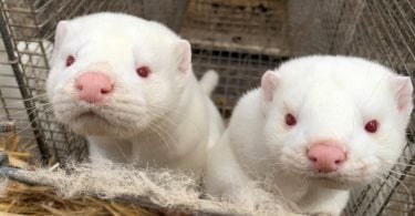 Denmark to slaughter millions of minks over coronavirus fears