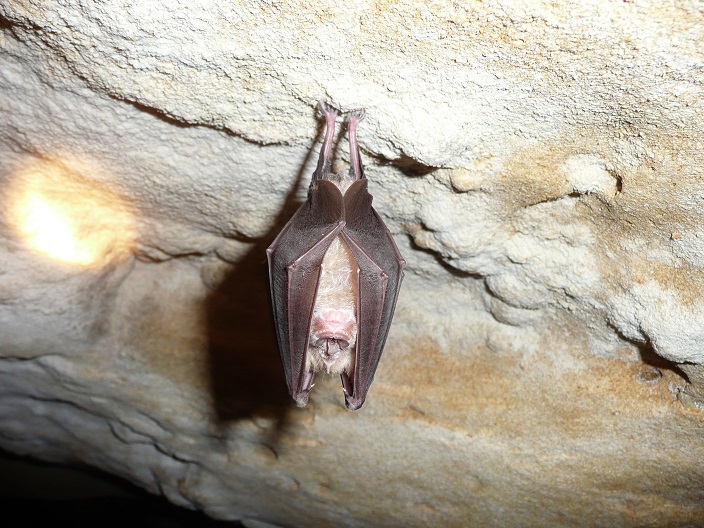 พบไวรัสโคโรนาสายพันธุ์ใหม่ในถ้ำค้างคาวญี่ปุ่น