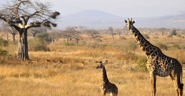 新しいタンザニア野生生物サファリパーク