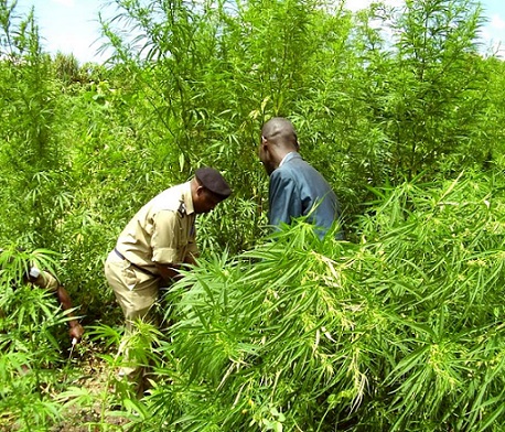 , Huge Marijuana Farm Busted in Uganda Tourist Park, eTurboNews | eTN