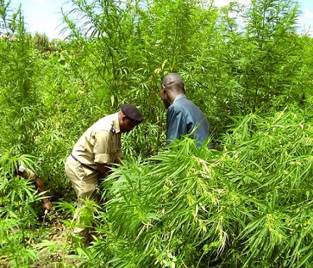 乌干达旅游公园中的巨大大麻农场遭到破坏