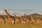 Танзаниядагы жирафты сактоо боюнча иш-чаралар планы башталды