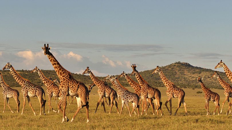 Розроблено план дій щодо збереження жирафа в Танзанії