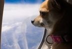 Alaska Airlines sagt Nein zu Tieren mit emotionaler Unterstützung