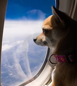 Alaska Airlines mengatakan tidak untuk mendukung hewan secara emosional