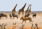 Coronavirus na África pode reverter 30 anos de ganhos de conservação da vida selvagem