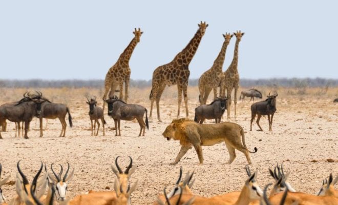 Il coronavirus in Africa potrebbe invertire 30 anni di miglioramenti nella conservazione della fauna selvatica