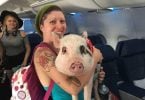 Southwest Airlines prohibe aos animais de apoio emocional