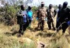 Ditangkap! Pembunuh singa Uganda ditangkap