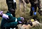 Six Lions Poisoned in Queen Elizabeth National Park