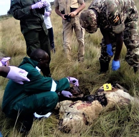 Six Lions Poisoned in Queen Elizabeth National Park