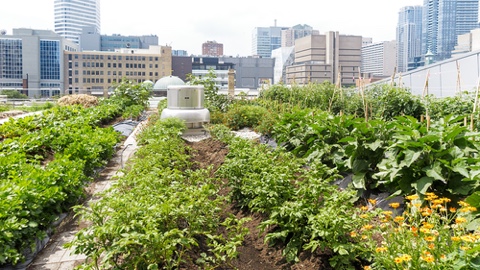 2021 Mejores ciudades de EE. UU. Para jardinería urbana nombradas