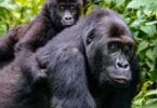Gorilla trekking guide i Afrika etter COVID-19