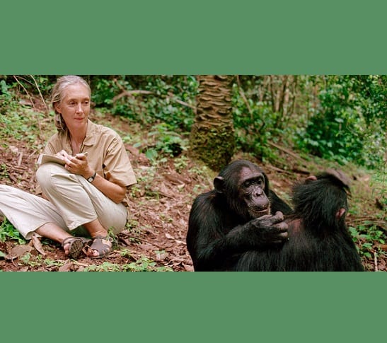 Garsioji primatologė Jane Goodall laimi ambicingą Templeton prizą