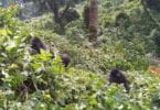 Here is why you should go gorilla trekking now