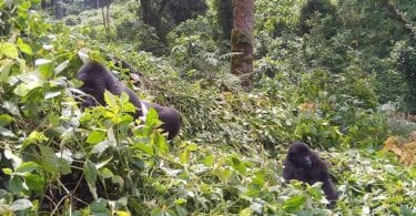 Here is why you should go gorilla trekking now 14 Travel & Tourism News – Global, Trusted, Independent Here is why you should go gorilla trekking now