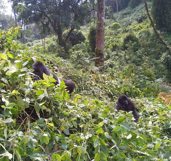 He aquí por qué deberías hacer un trekking de gorilas ahora.