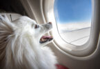 Air Canada bans emotional support animals