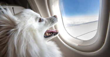 Η Air Canada απαγορεύει τα ζώα συναισθηματικής υποστήριξης