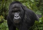Āfrikas pērtiķiem draud dabisko dzīvotņu zaudēšana