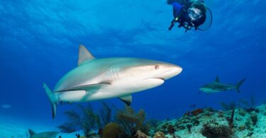 BahamasDive | eTurboNews | eTN