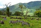 Organizatorji potovanj v Tanzaniji pozivajo vlado: sprejmite imetnike zelenih potnih listov