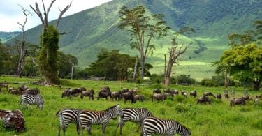Tanzánia utazásszervezői sürgetik a kormányt: Fogadja el a zöld útlevéllel rendelkező személyeket