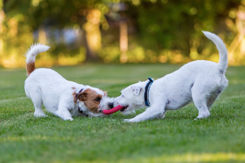 2021 En İyi ABD Köpek Parkı Şehirleri