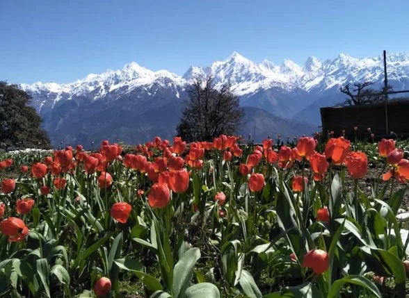 Κήπος τουλιπών στο Uttarakhand | eTurboNews | eTN