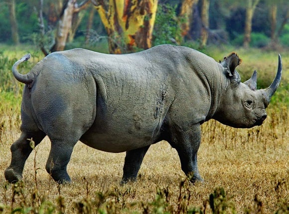 , Turismo de Rinocerontes introduzido no Parque Mkomazi da Tanzânia, eTurboNews | eTN