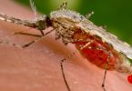 Malaria | eTurboNews | eTN