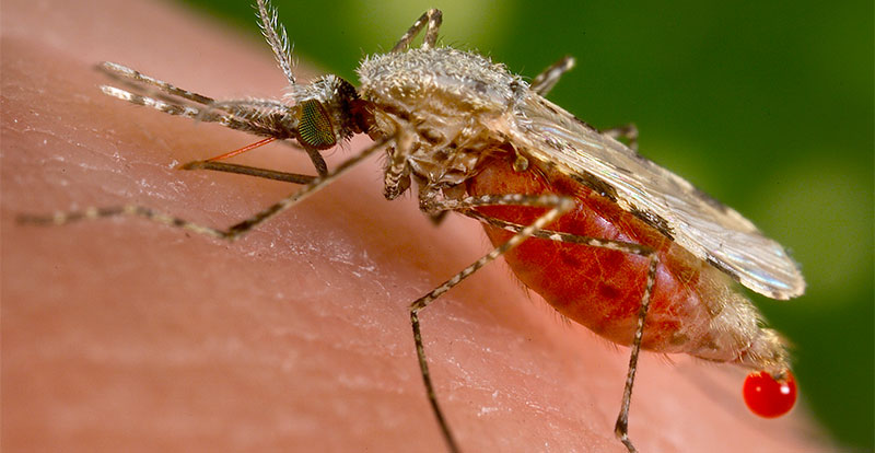 मलेरिया | eTurboNews | ईटीएन