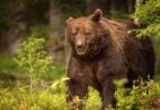 Russian Brown Bear