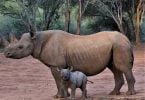 rinoceronte1 | eTurboNews | eTN