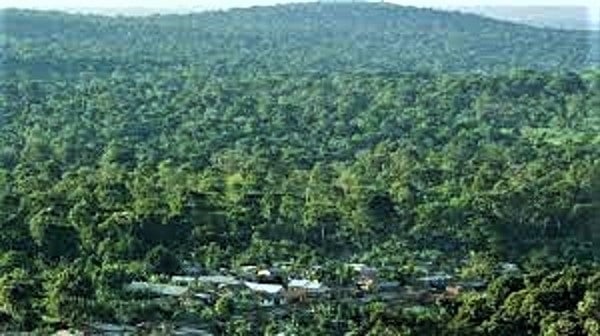, How “Pet a Tree” Climate Change Initiative Will Help Uganda Tourism, eTurboNews | eTN