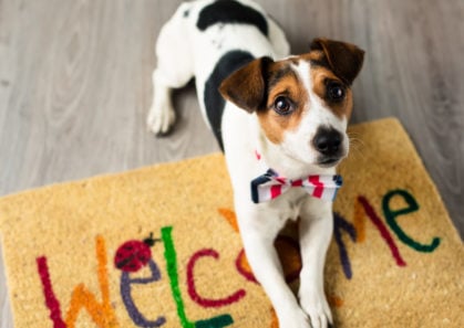 Hawaii worst state in the US for pet-friendly accommodations