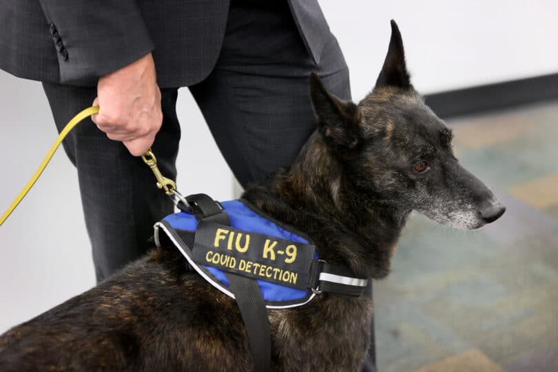 Собаки, вынюхивающие COVID-19, прибывают в аэропорт Майами