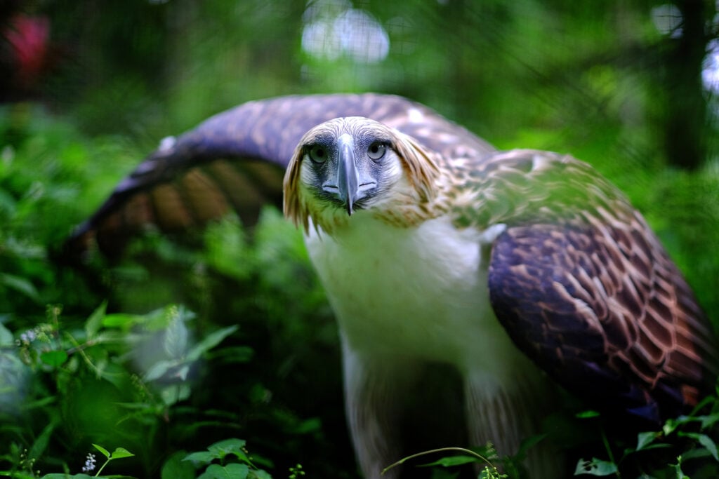 Philippine Eagle med Jacob Maentz 2 | eTurboNews | eTN